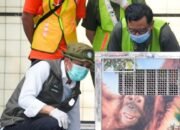 Menteri Kehutanan, Raja Juli Antoni melihat keadaan Heera si orangutan setelah mendarat di bandara. (Dok. Kementerian Kehutanan)
