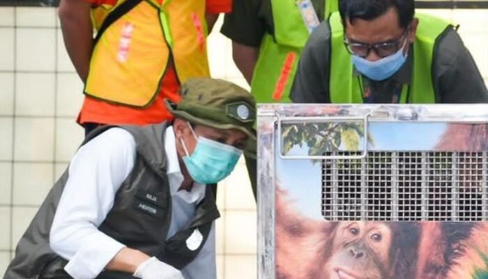 Indonesia Pulangkan Orangutan Korban Perdagangan Ilegal dari India