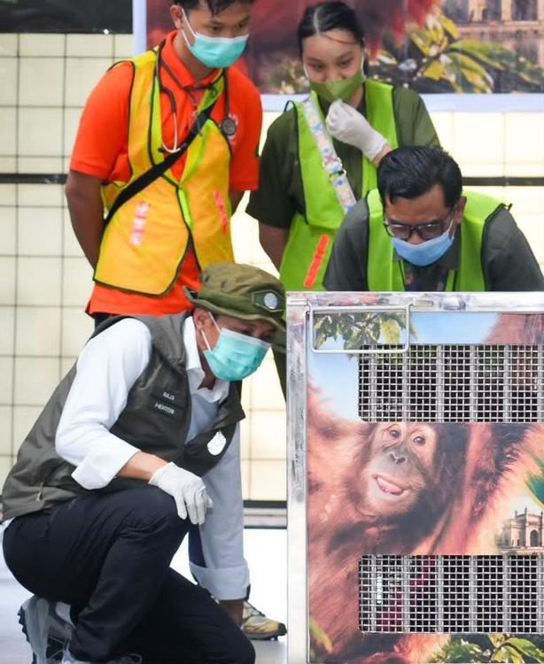 Menteri Kehutanan, Raja Juli Antoni melihat keadaan Heera si orangutan setelah mendarat di bandara. (Dok. Kementerian Kehutanan)