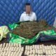 Satresnarkoba Aceh Barat Sita 15 Kilogram Ganja di Gunong Meuh