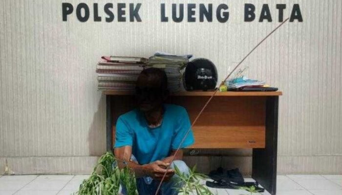 Tanam Ganja di Pekarangan Warga, Pria di Banda Aceh Ditangkap Polisi
